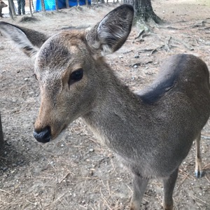 小学生振りの( ´∀｀)